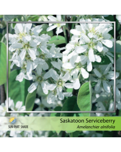 Saskatoon Serviceberry