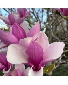 Saucer Magnolia