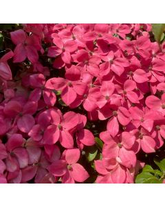 Scarlet Fire Dogwood