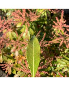 Scarlett OHara Jap Pieris