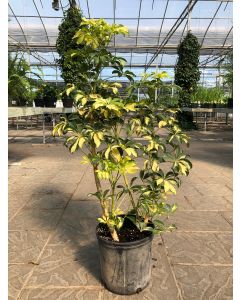 Schefflera trinettee 10"
