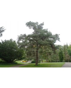 Scots Pine