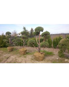 Scots Pine Pom Pom