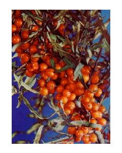 Sea Buckthorn