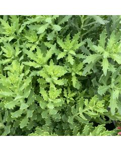 Sedum Up Stone Thundercloud 1G