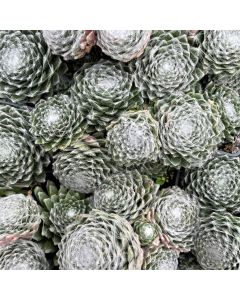 4" Hens and Chicks Asst