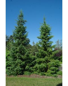 Serbian Spruce