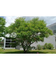 Serviceberry