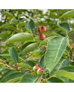 Serviceberry