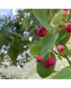 Autumn Brilliance Serviceberry