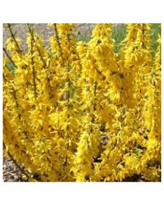 Show Off Sugar Baby Forsythia