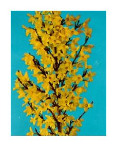 Showy Forsythia