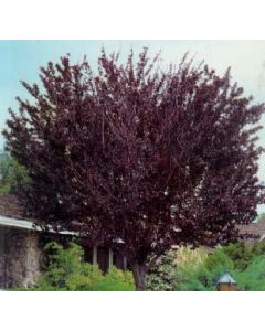 Schubert Chokecherry