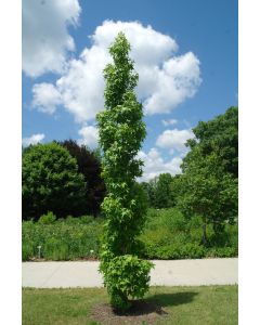 Slender Silhouette Sweetgum