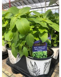 Basil - Small Leaf