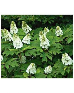 Snow Queen Hydrangea