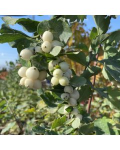 Snowberry