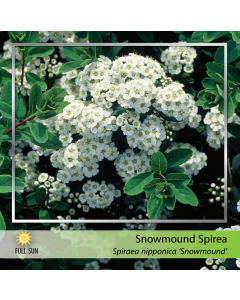 Snowmound Spirea