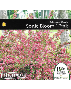 Sonic Bloom Pink Weigela