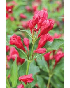 Sonic Bloom Red Weigela