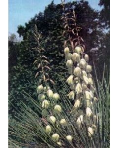 Spanish Bayonet Yucca