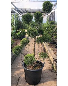 Junipers Upright Evergreens Trees Shrubs Shop Catalogue