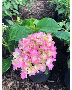 Spike Hydrangea