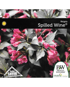 Spilled Wine Weigela