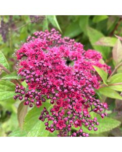 Double Play Red Spirea