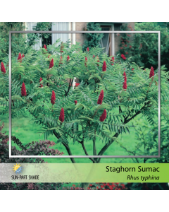 Staghorn Sumac