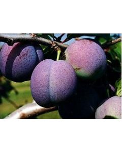 Stanley Plum Tree