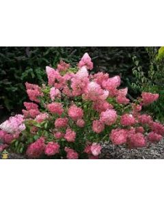 Strawberry Sundae Hydrangea
