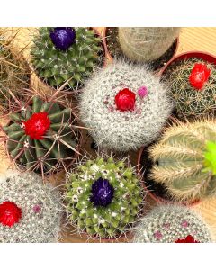 3.25" Strawflower Cactus