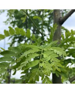 Street Keeper Honey Locust 