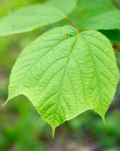 Striped Maple