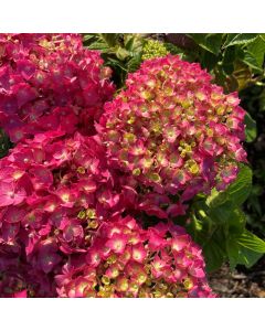 Crush Hydrangea