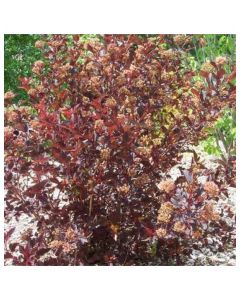 Summer Wine Ninebark
