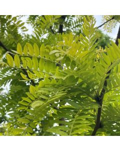 Sunburst Honey Locust