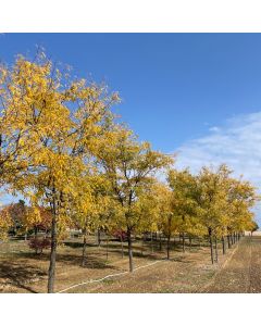 Sunburst Honey Locust