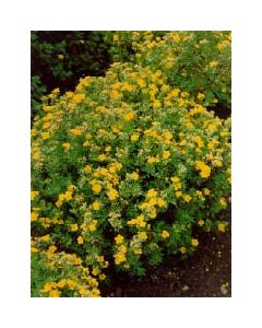 Sutter's Gold Cinquefoil