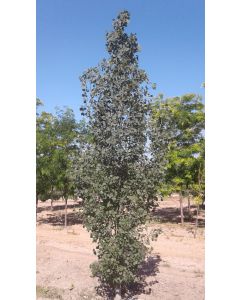 Columnar Swedish Aspen