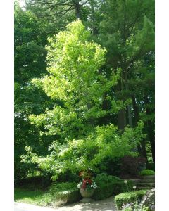 American Sweetgum