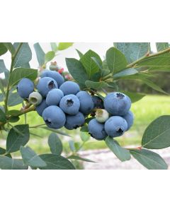Sweetheart Blueberries