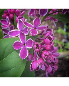 French Lilac Sensation Lilac