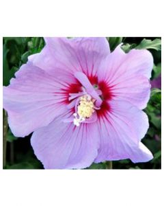 Tahiti Rose of Sharon