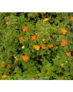 Tangerine Cinquefoil
