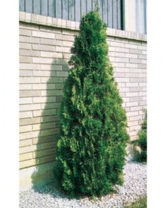 Brandon Cedar