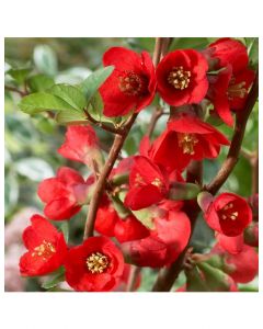 Texas Scarlet Quince