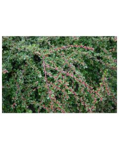 Tom Thumb Cotoneaster