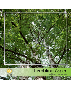 Trembling Aspen